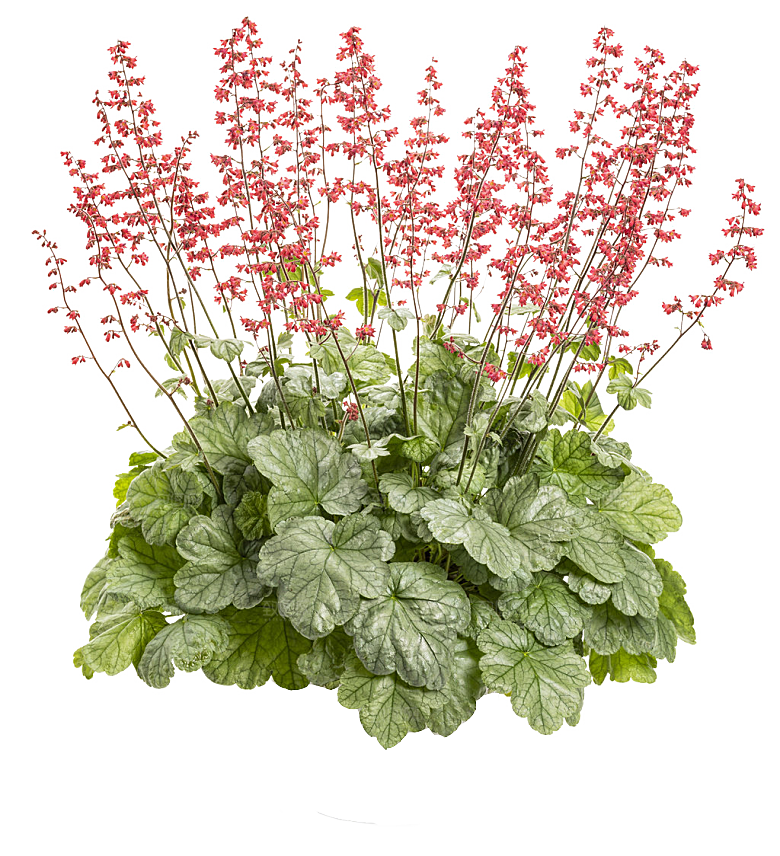 PS高清景观花卉花镜花坛花草植物搭配素材