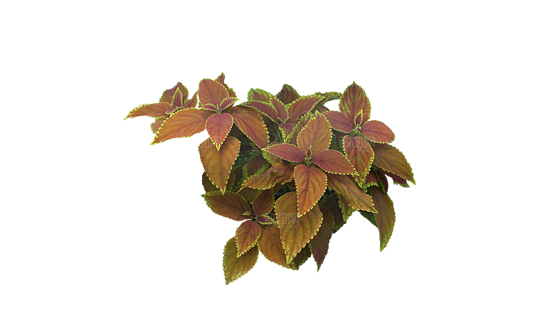 PS高清景观花卉花镜花坛花草植物搭配