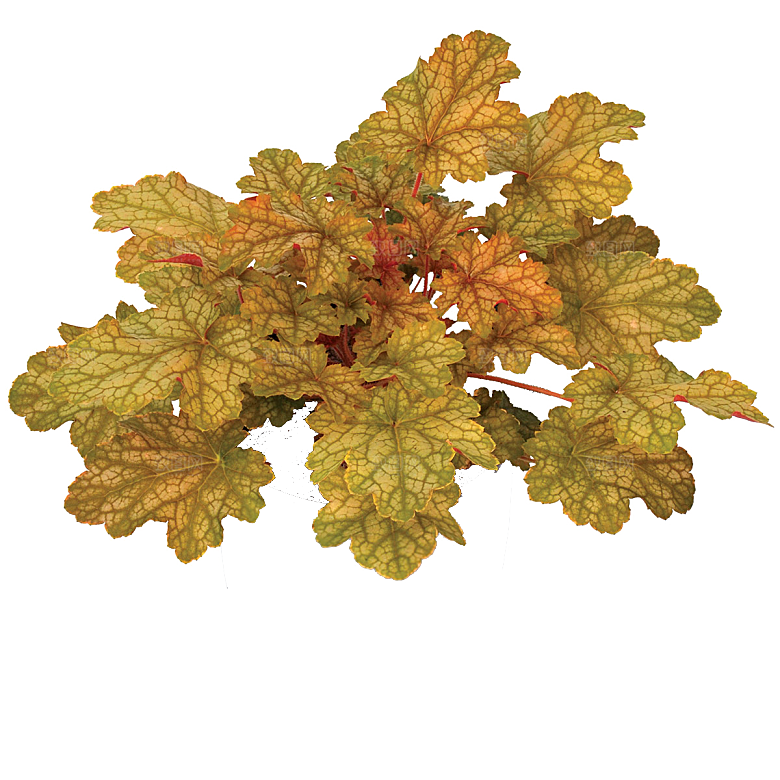 PS高清景观花卉花镜花坛花草植物搭配