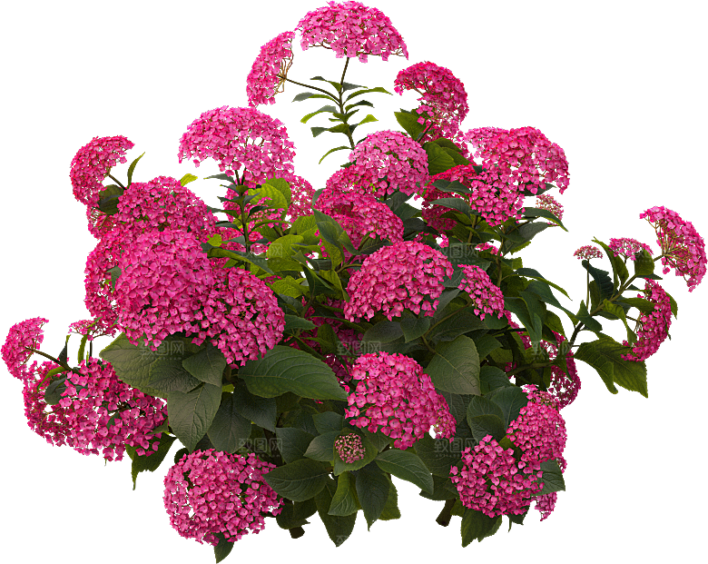 PS高清景观花卉花镜花坛花草植物搭配