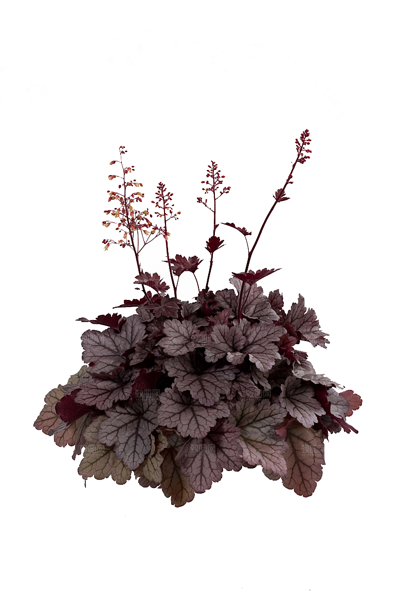 PS高清景观花卉花镜花坛花草植物搭配