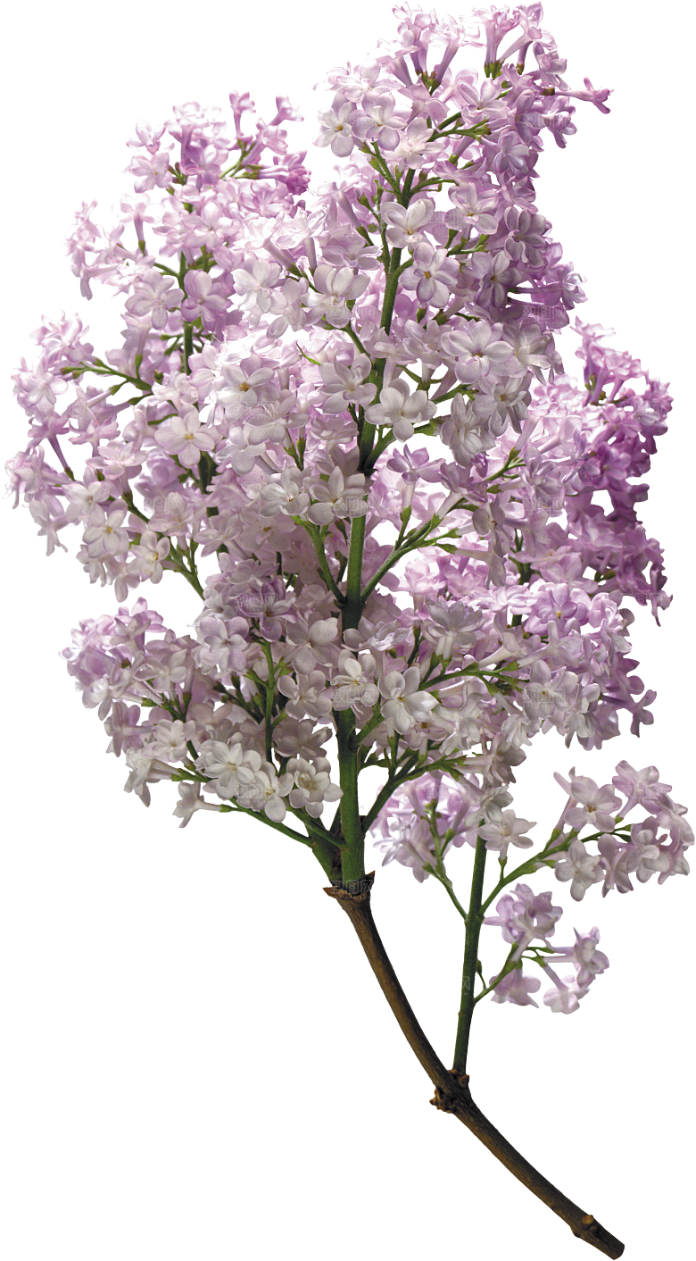 PS高清景观花卉花镜花坛花草植物搭配