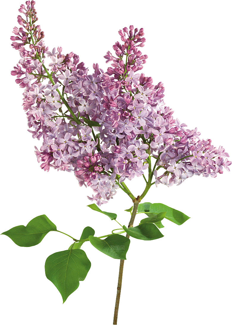 PS高清景观花卉花镜花坛花草植物搭配