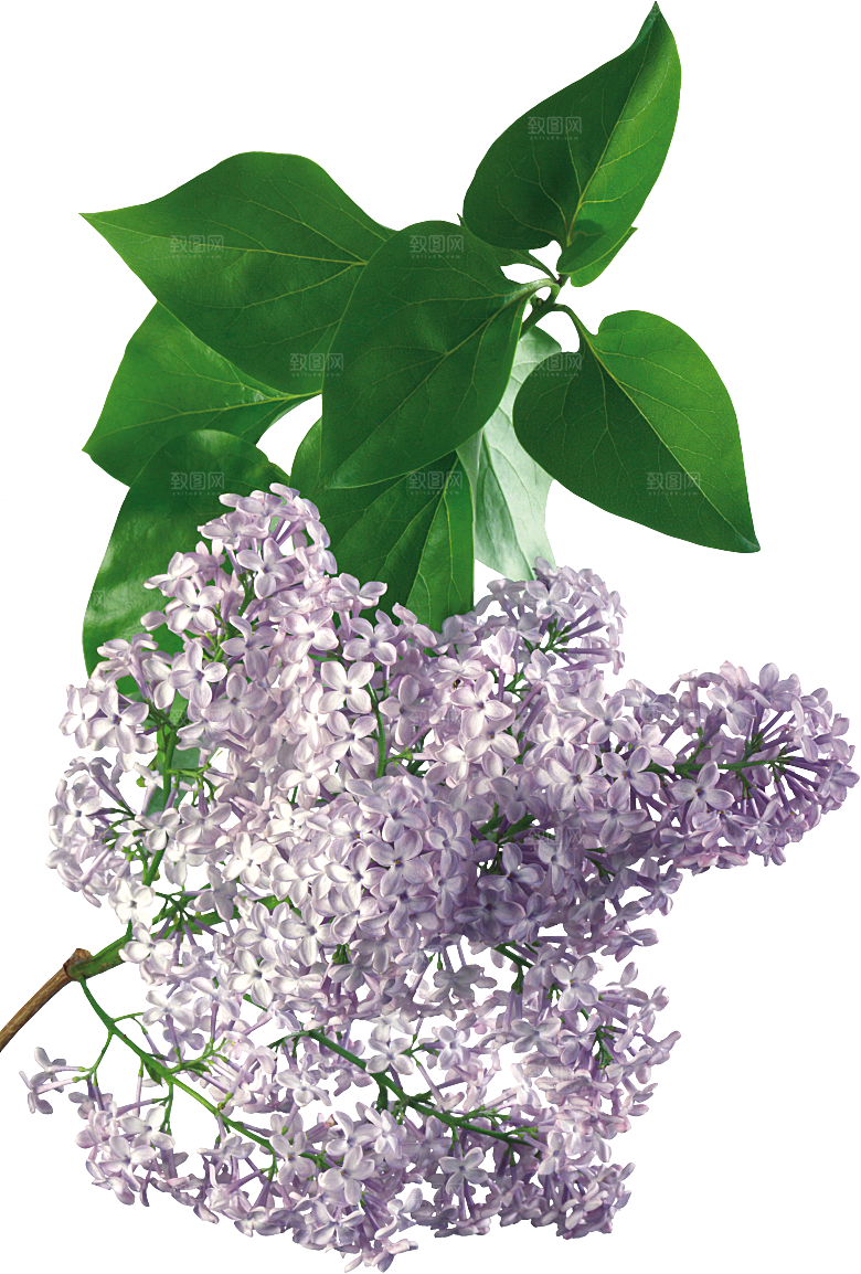 PS高清景观花卉花镜花坛花草植物搭配素材