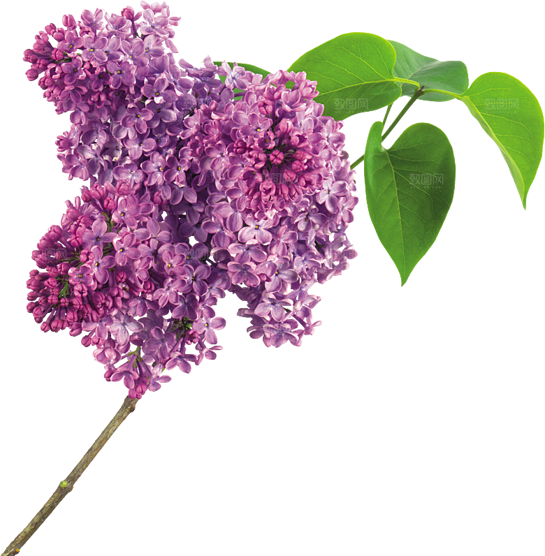 PS高清景观花卉花镜花坛花草植物搭配素材