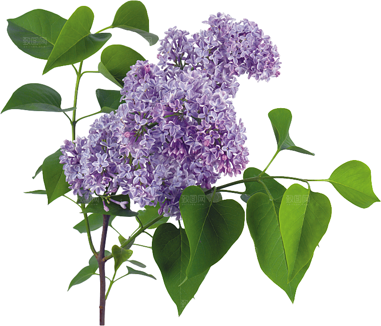 PS高清景观花卉花镜花坛花草植物搭配素材