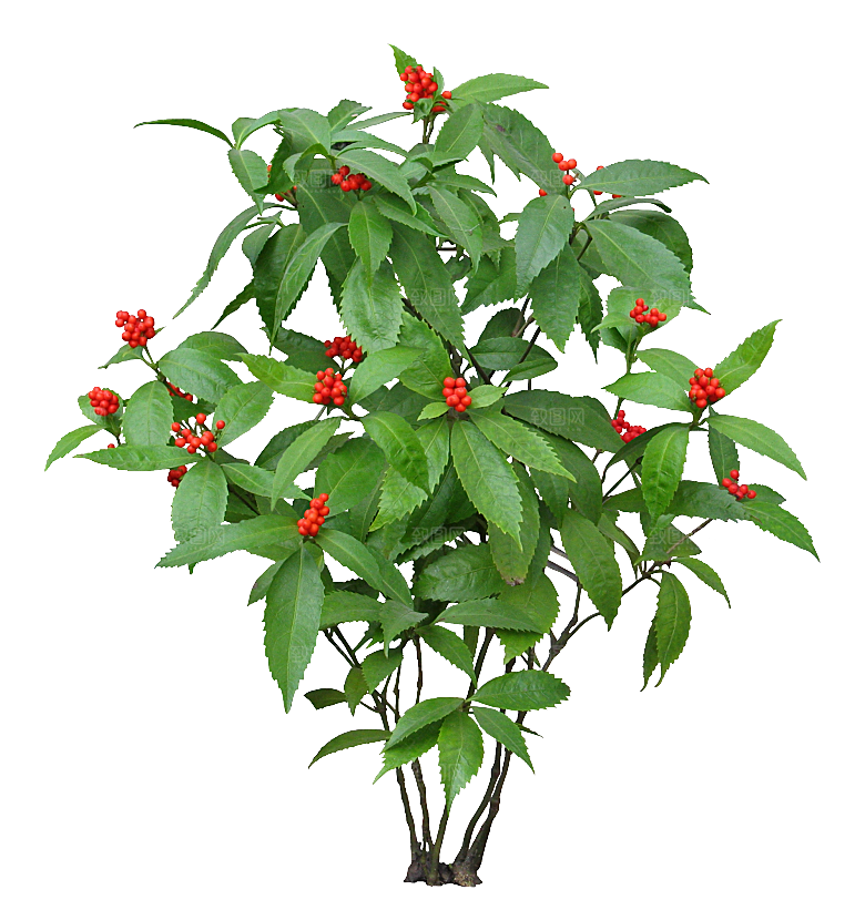 PS高清景观花卉花镜花坛花草植物搭配素材