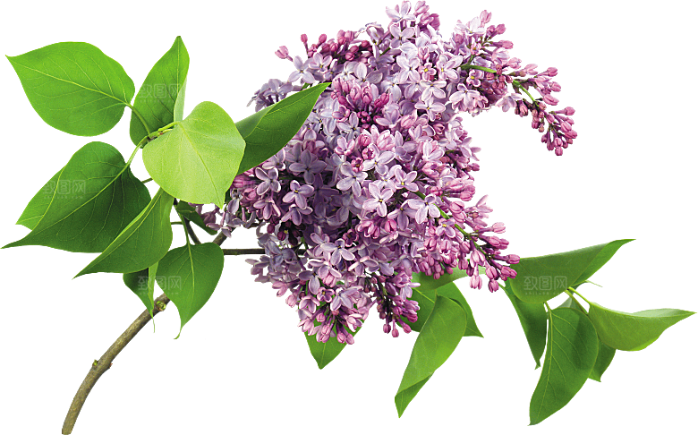 PS高清景观花卉花镜花坛花草植物搭配素材