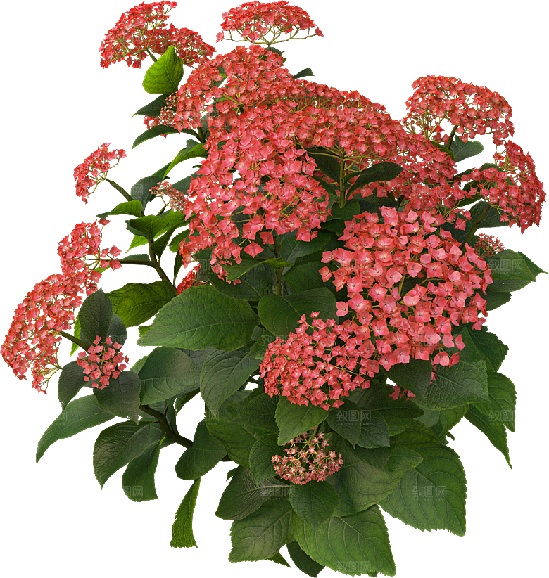 PS高清景观花卉花镜花坛花草植物搭配