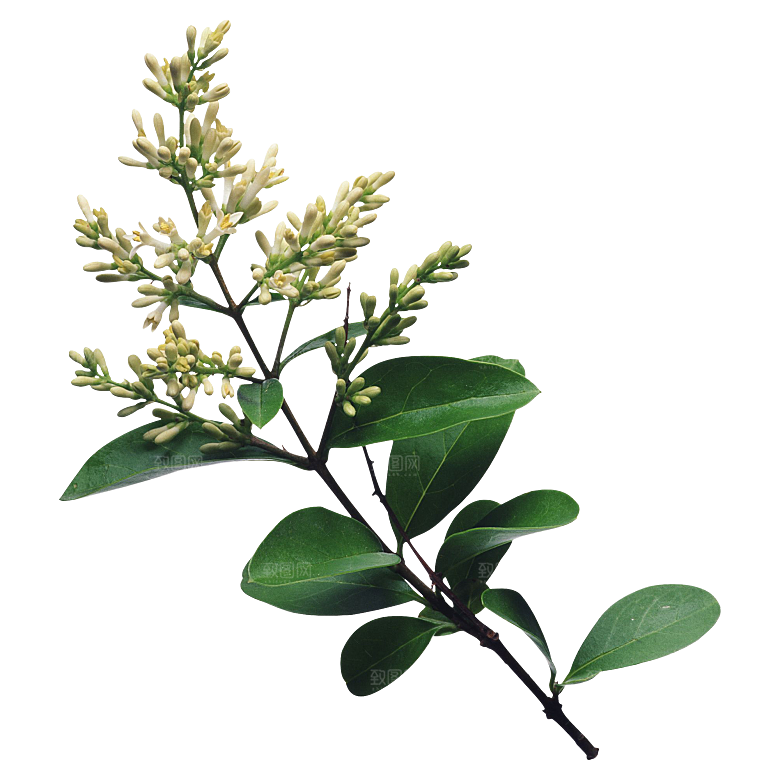 PS高清景观花卉花镜花坛花草植物搭配