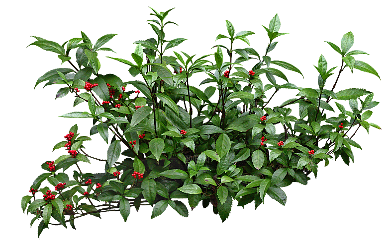 PS高清景观花卉花镜花坛花草植物搭配