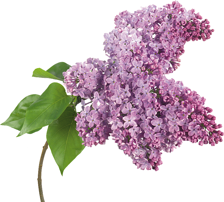 PS高清景观花卉花镜花坛花草植物搭配