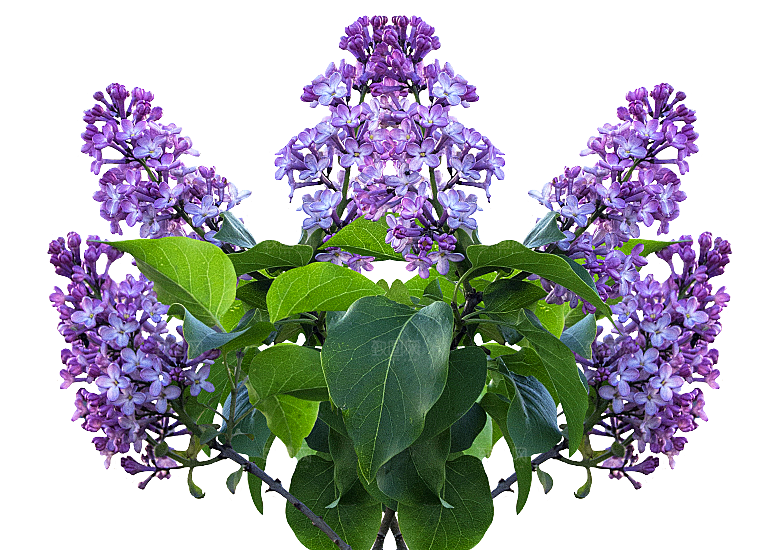 PS高清景观花卉花镜花坛花草植物搭配