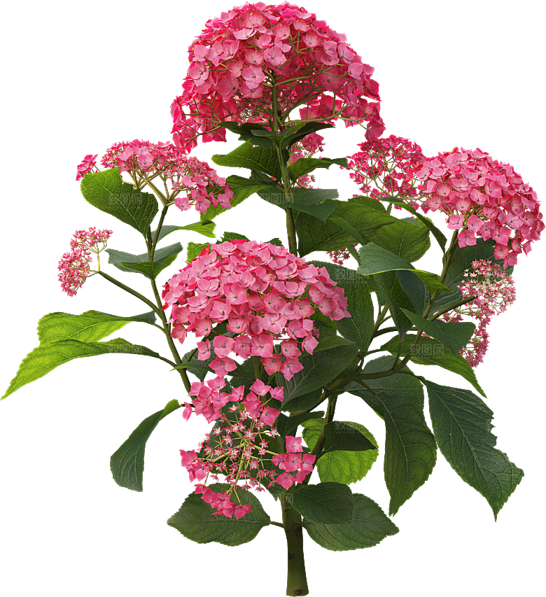 PS高清景观花卉花镜花坛花草植物搭配素材