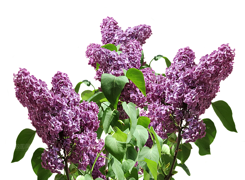 PS高清景观花卉花镜花坛花草植物搭配