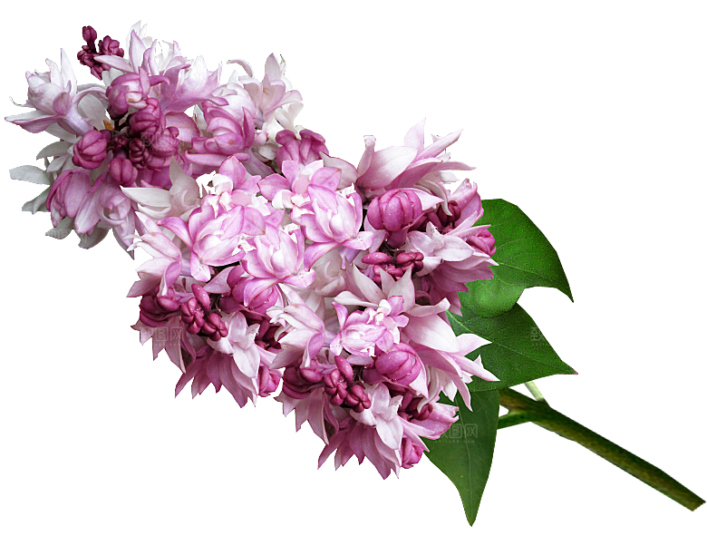 PS高清景观花卉花镜花坛花草植物搭配素材