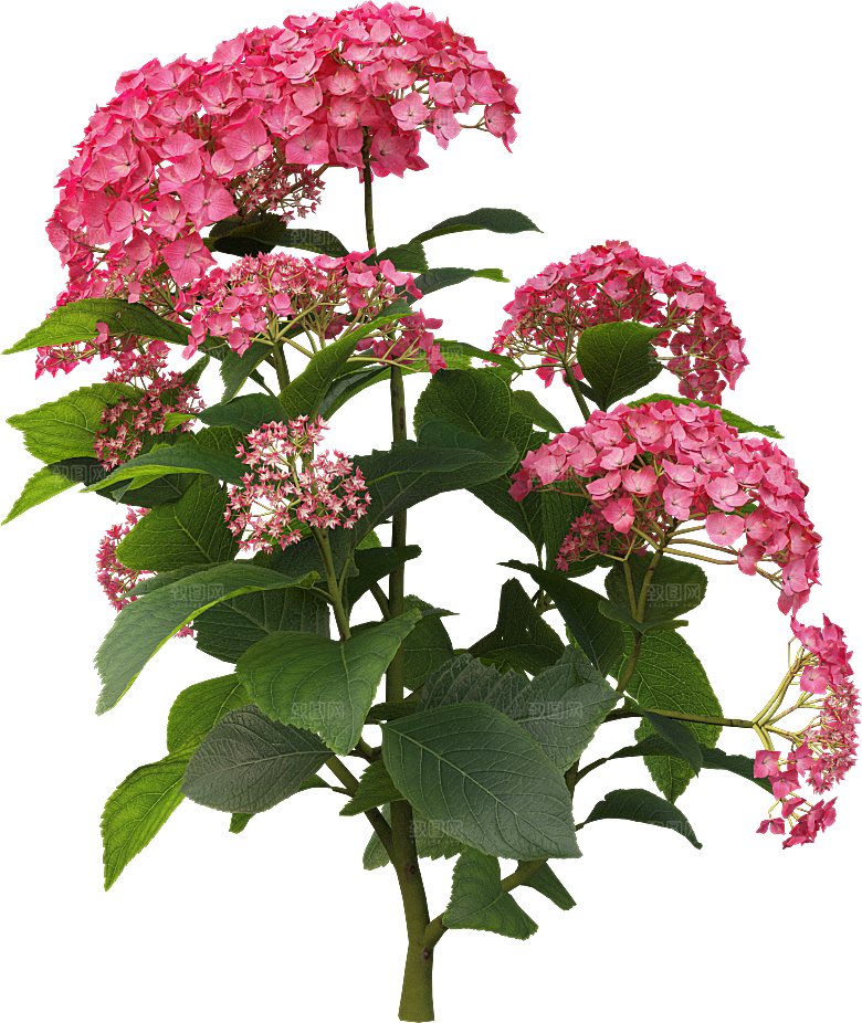 PS高清景观花卉花镜花坛花草植物搭配素材