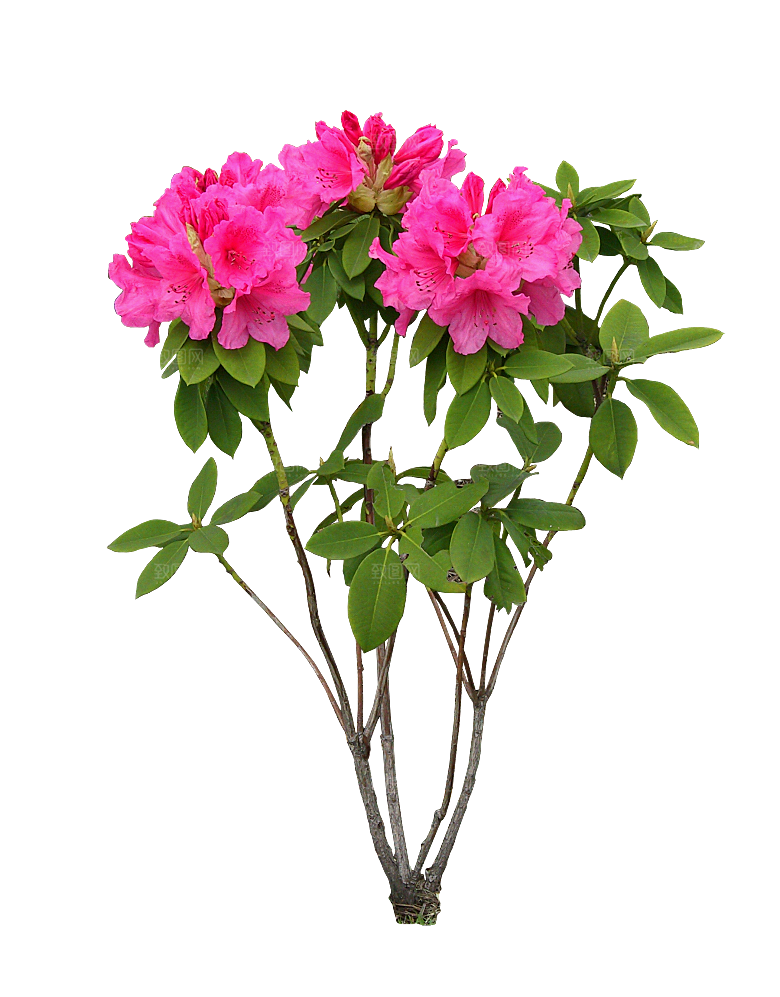 PS高清景观花卉花镜花坛花草植物搭配素材