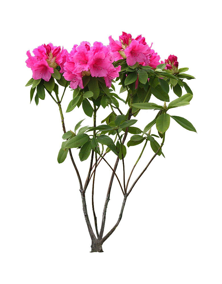 PS高清景观花卉花镜花坛花草植物搭配素材