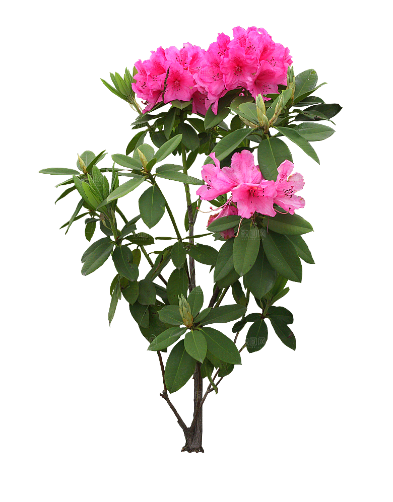 PS高清景观花卉花镜花坛花草植物搭配素材