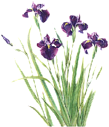 PS高清景观花卉花镜花坛花草植物搭配