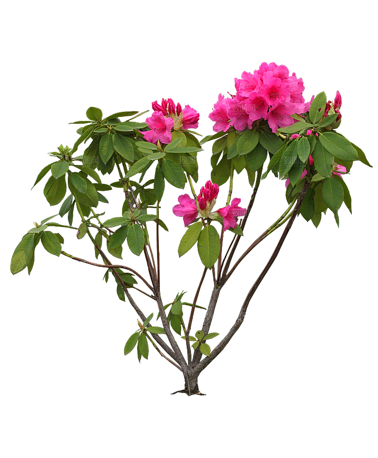 PS高清景观花卉花镜花坛花草植物搭配