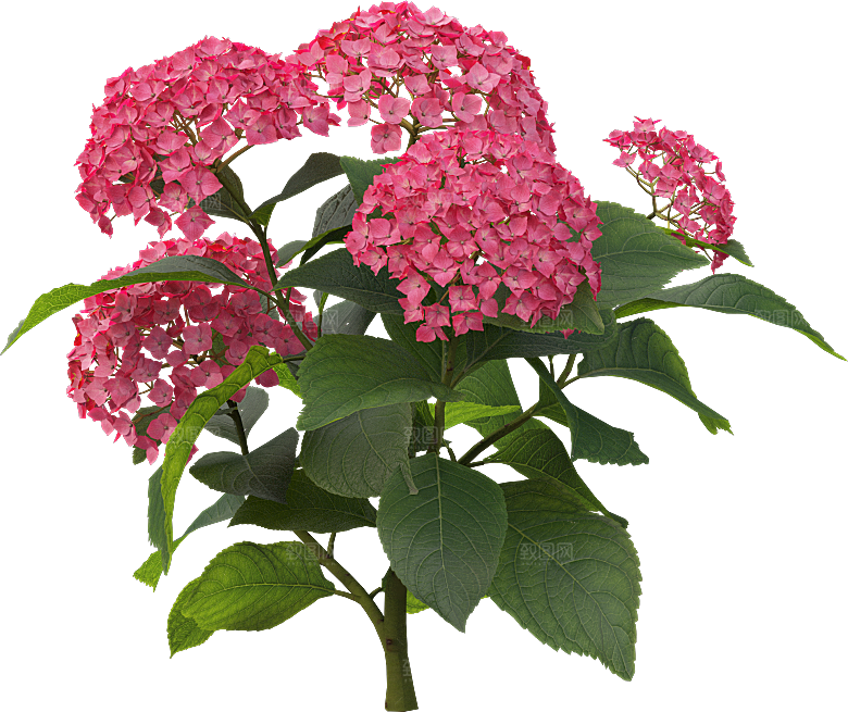 PS高清景观花卉花镜花坛花草植物搭配