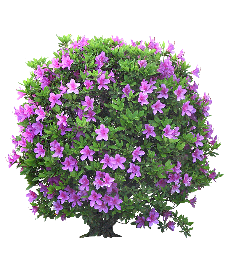 PS高清景观花卉花镜花坛花草植物搭配