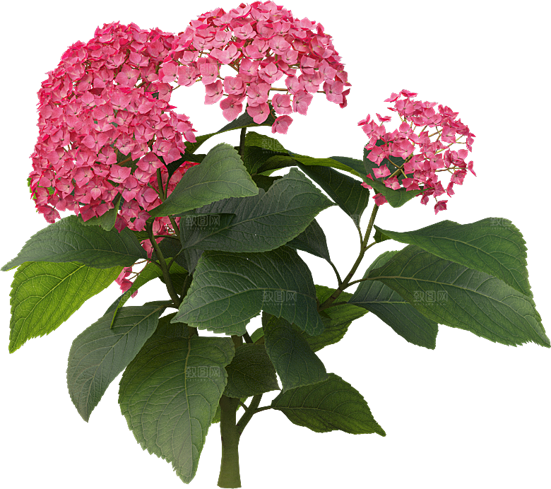 PS高清景观花卉花镜花坛花草植物搭配