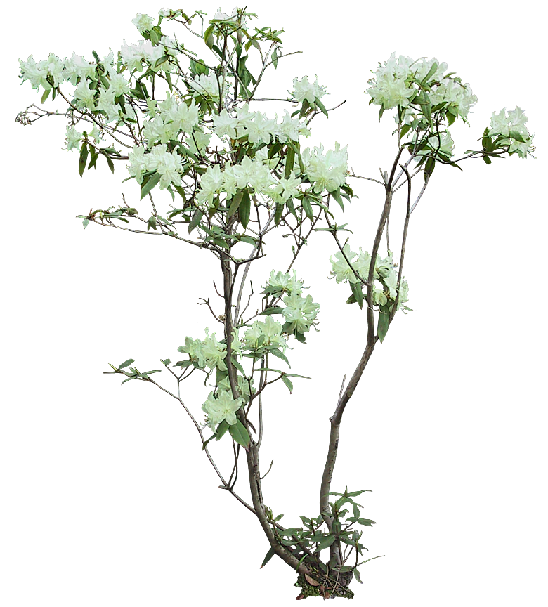 PS高清景观花卉花镜花坛花草植物搭配