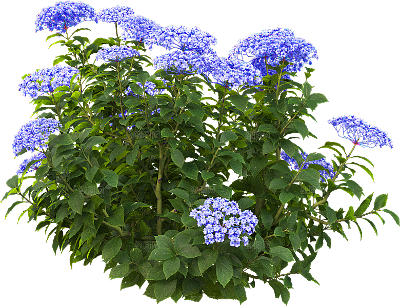PS高清景观花卉花镜花坛花草植物搭配素材
