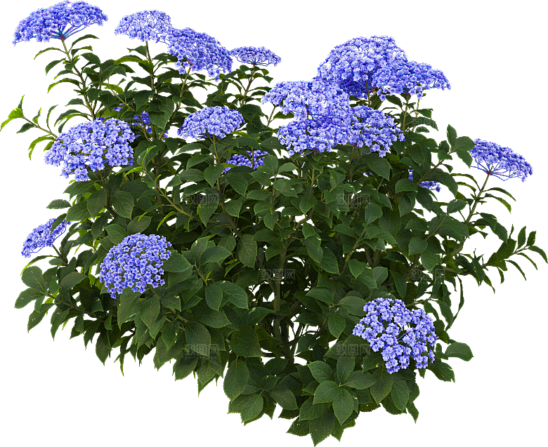 PS高清景观花卉花镜花坛花草植物搭配素材