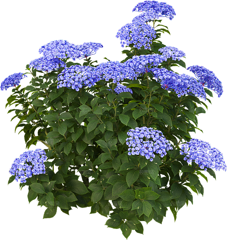 PS高清景观花卉花镜花坛花草植物搭配素材