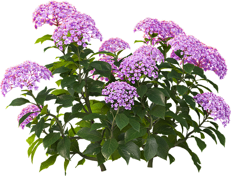 PS高清景观花卉花镜花坛花草植物搭配素材