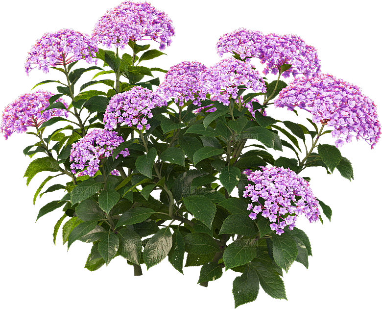 PS高清景观花卉花镜花坛花草植物搭配素材