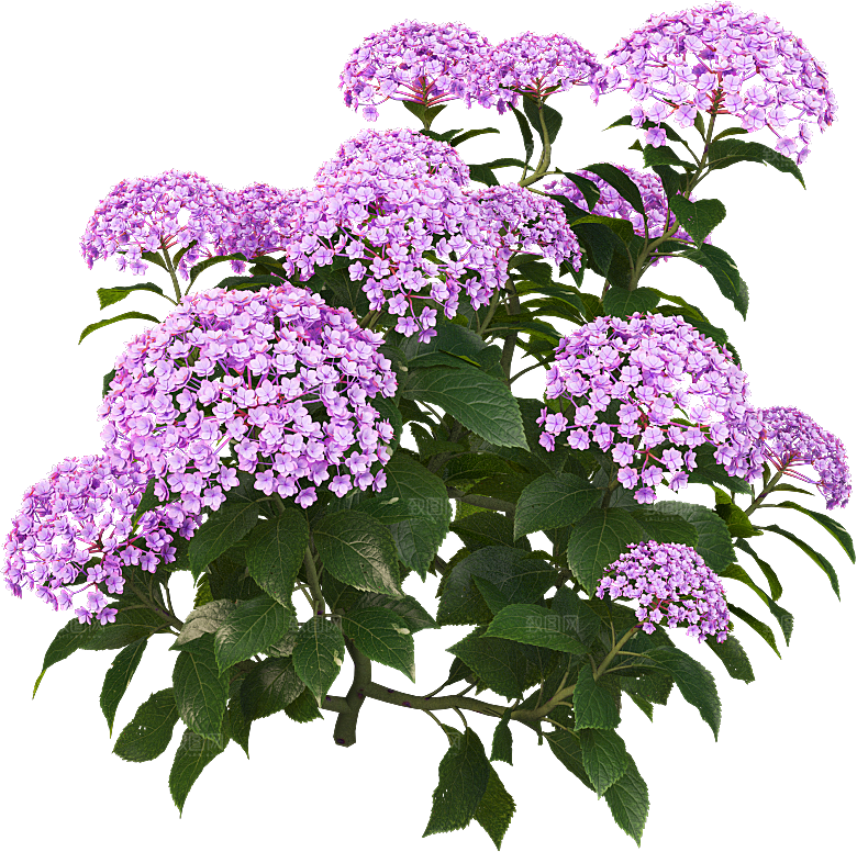 PS高清景观花卉花镜花坛花草植物搭配