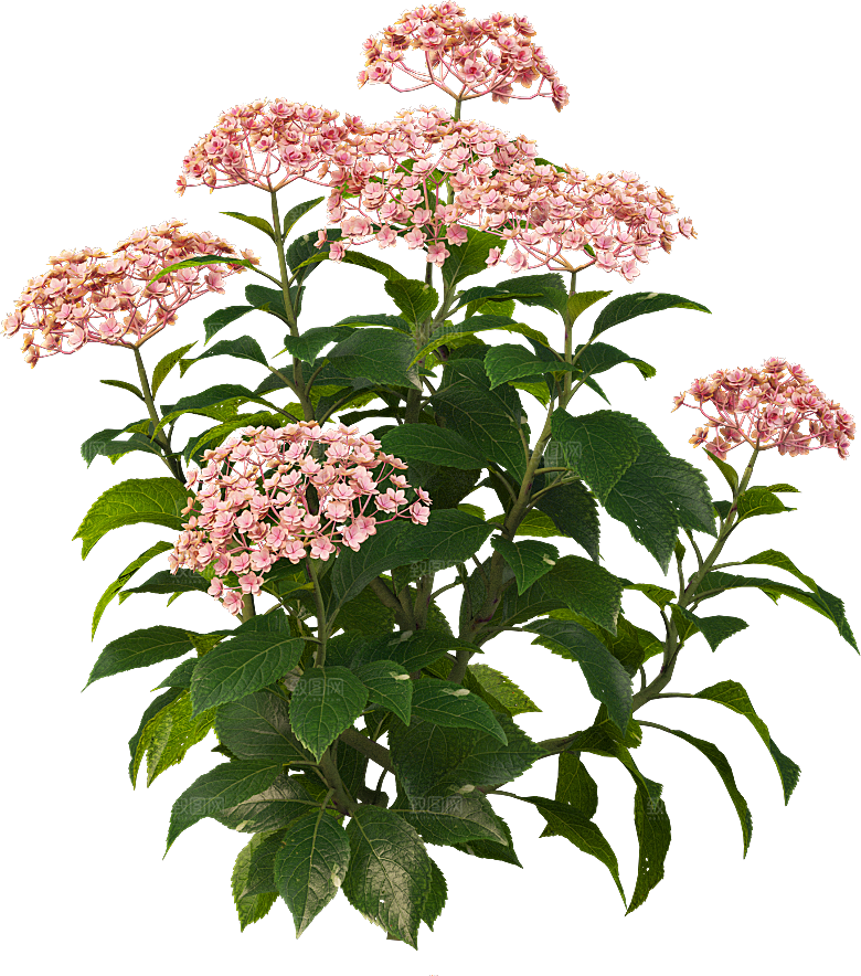 PS高清景观花卉花镜花坛花草植物搭配