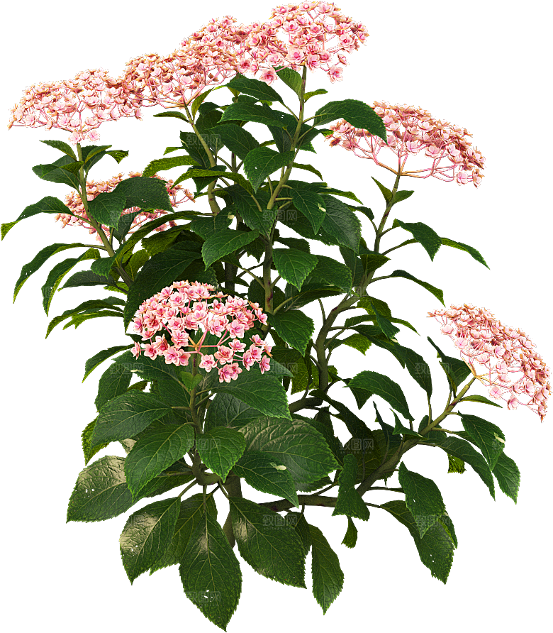 PS高清景观花卉花镜花坛花草植物搭配