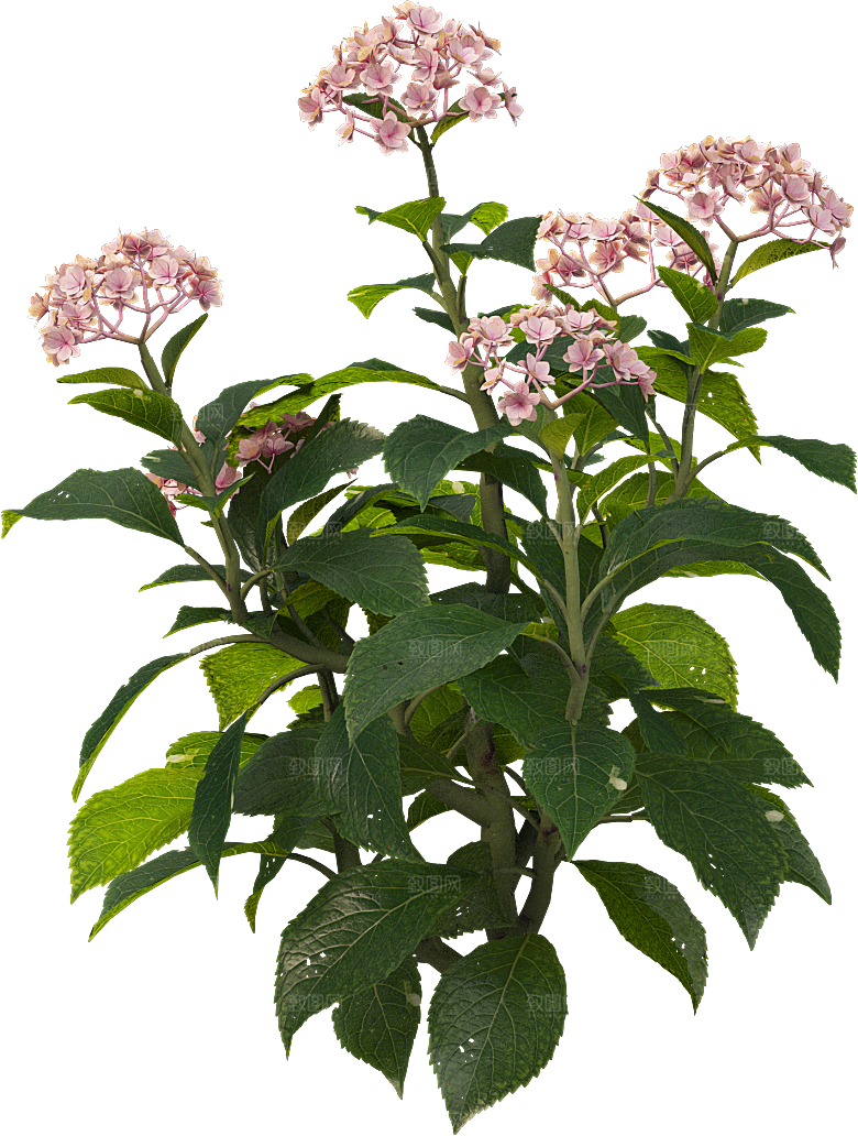 PS高清景观花卉花镜花坛花草植物搭配