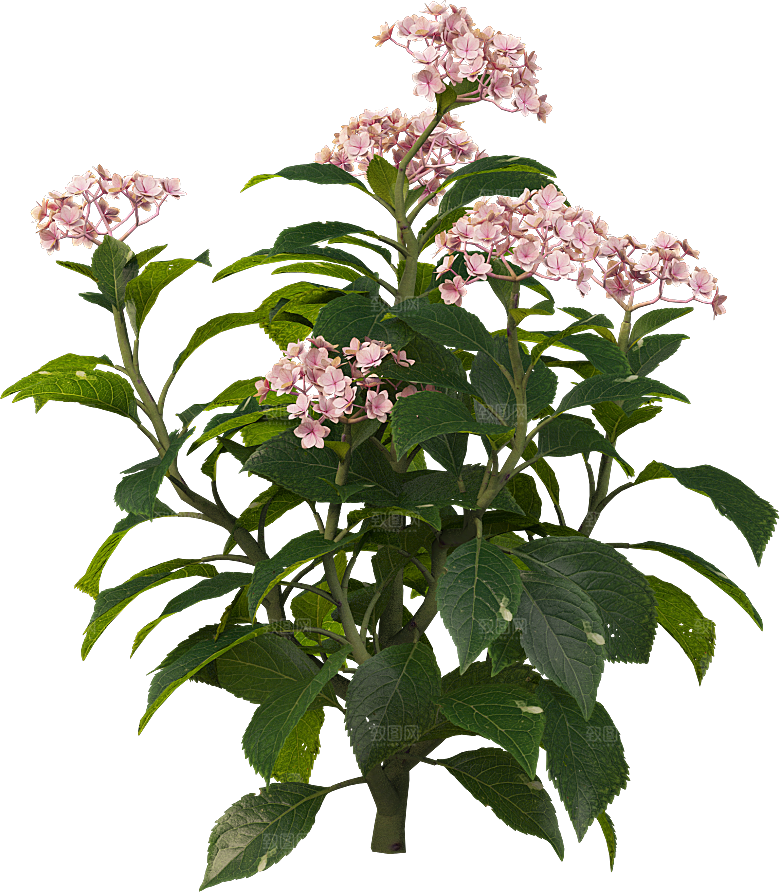 PS高清景观花卉花镜花坛花草植物搭配