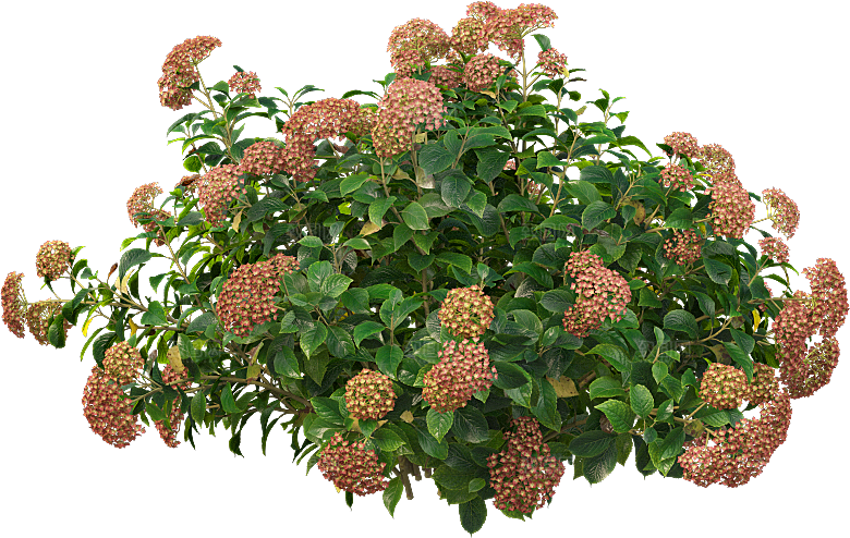 PS高清景观花卉花镜花坛花草植物搭配