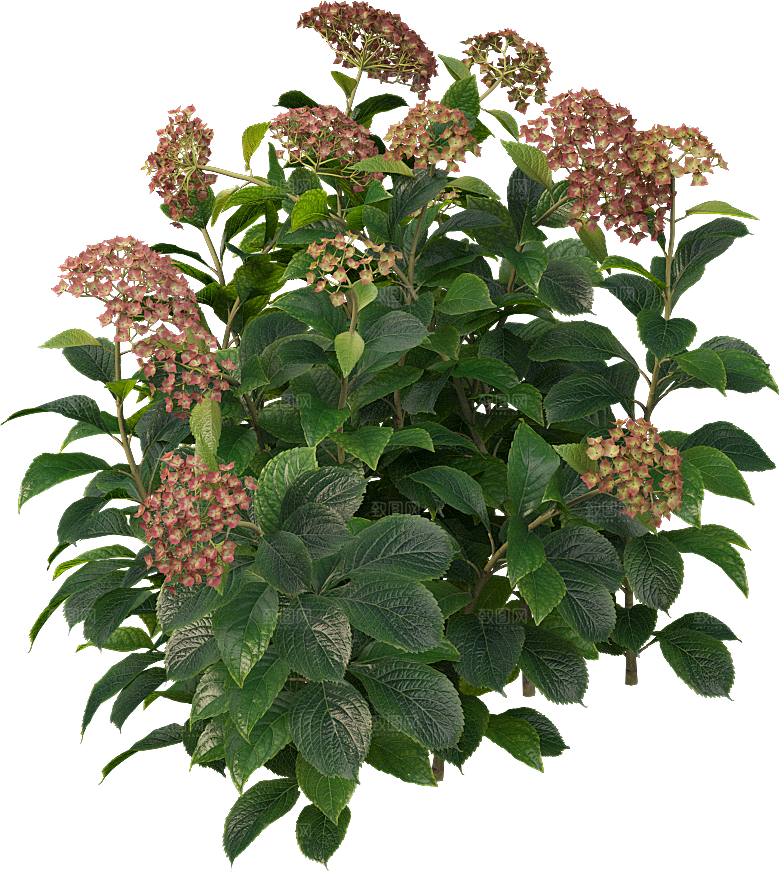 PS高清景观花卉花镜花坛花草植物搭配素材