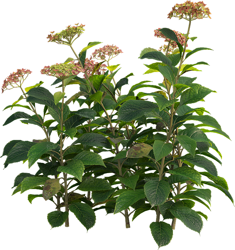 PS高清景观花卉花镜花坛花草植物搭配素材