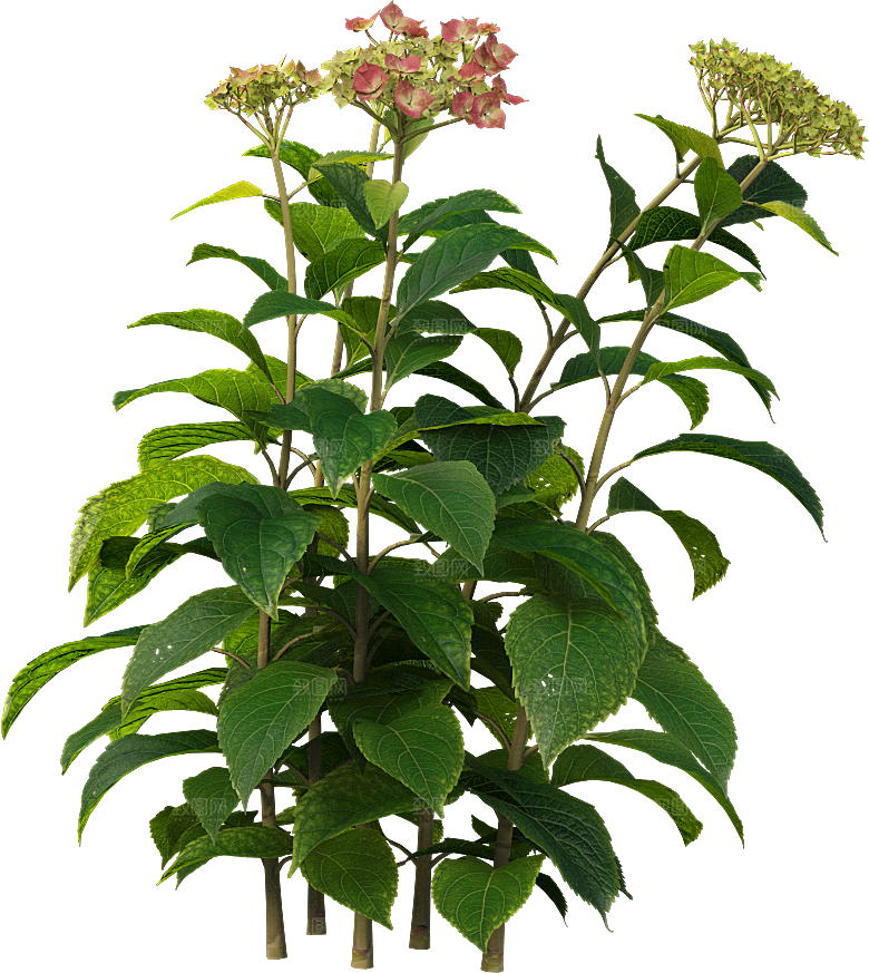 PS高清景观花卉花镜花坛花草植物搭配素材