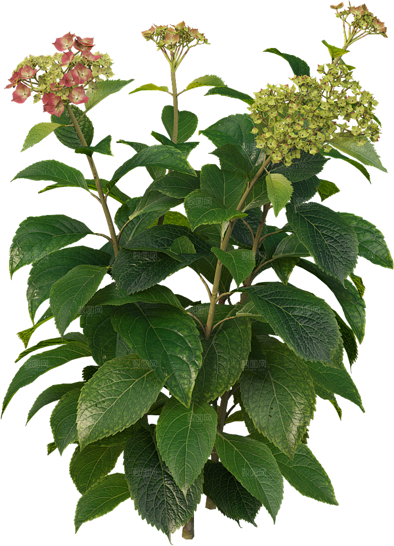 PS高清景观花卉花镜花坛花草植物搭配素材
