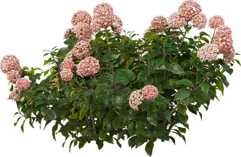 PS高清景观花卉花镜花坛花草植物搭配