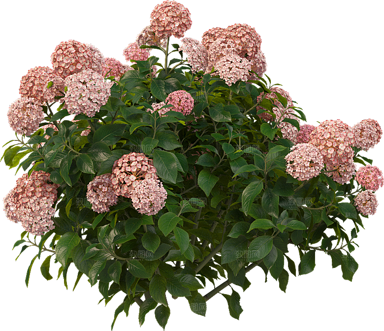 PS高清景观花卉花镜花坛花草植物搭配