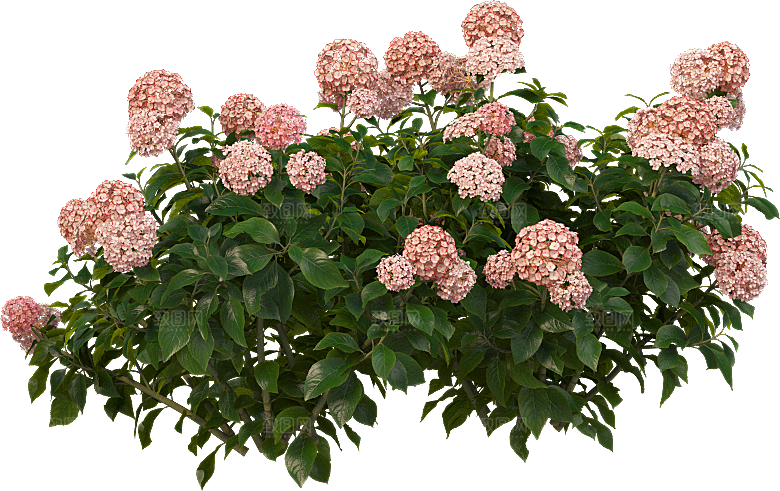 PS高清景观花卉花镜花坛花草植物搭配