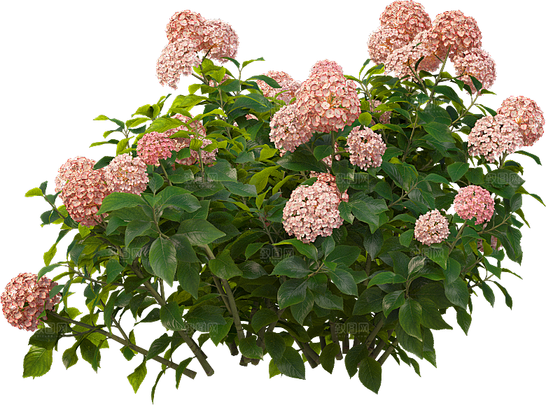 PS高清景观花卉花镜花坛花草植物搭配