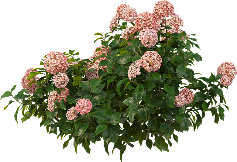 PS高清景观花卉花镜花坛花草植物搭配